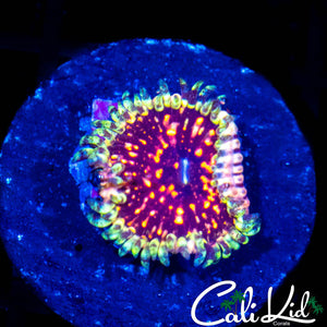 CK PINK MONSTER ZOA *NEW RELEASE*