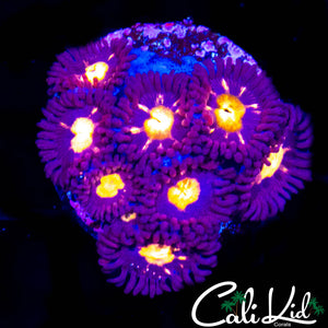 ULTRA ZOA MINI COLONY