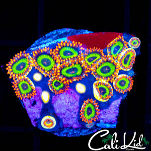 FRUITLOOP MINI COLONY