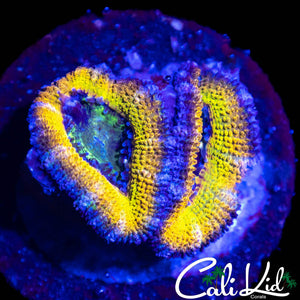 ULTIMATE RAINBOW ACAN DOUBLE