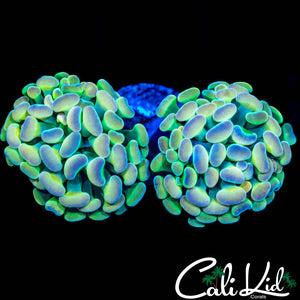 PASTEL RAINBOW BRANCHING HAMMER DOUBLE