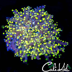 BI COLOR BRANCHING FROGSPAWN