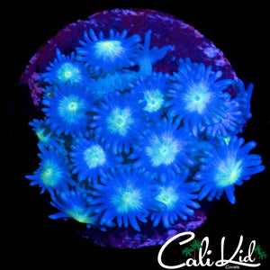 BABY BLUE / YELLOW GONI