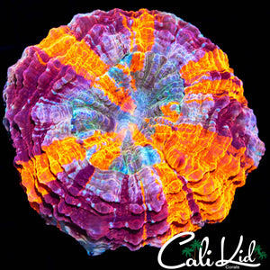 RARE SMALL ACANTHO / MEAT CORAL