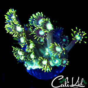 LONG TENTACLE ULTRA GONI