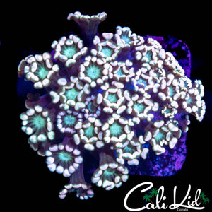 RAINBOW ALVEOPORA