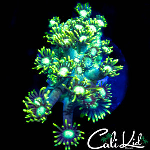 LONG TENTACLE ULTRA GONI