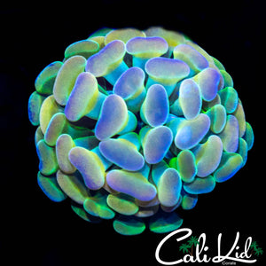 PASTEL RAINBOW BRANCHING HAMMER