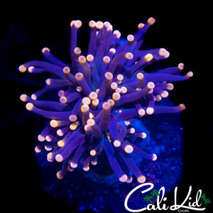 PINK TIP ULTRA TORCH