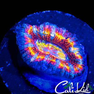 INSANE RAINBOW ACAN LORD