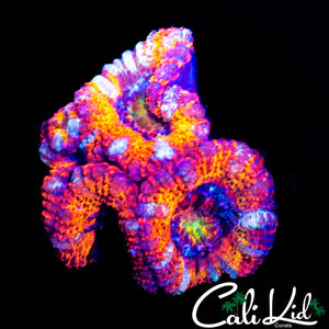 ULTRA ACAN QUAD