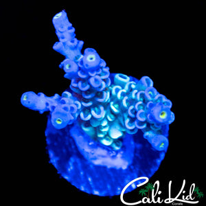 RAINBOW TENIUS FRAG