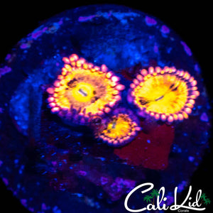 CK UNRELEASED ZOA TRIPLE