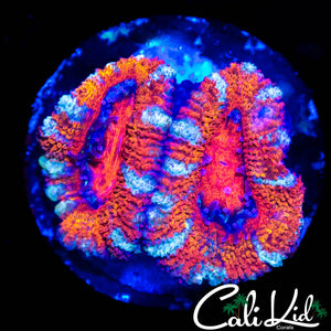 WHITE STRIPE ACAN DOUBLE