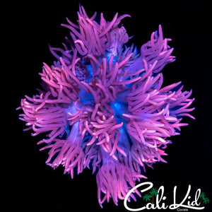 BI COLOR SHAGGY GONI