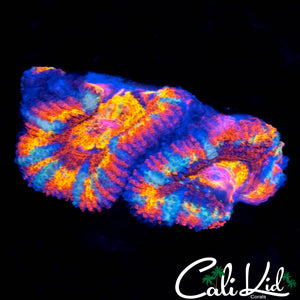 ULTRA RAINBOW ACAN DOUBLE
