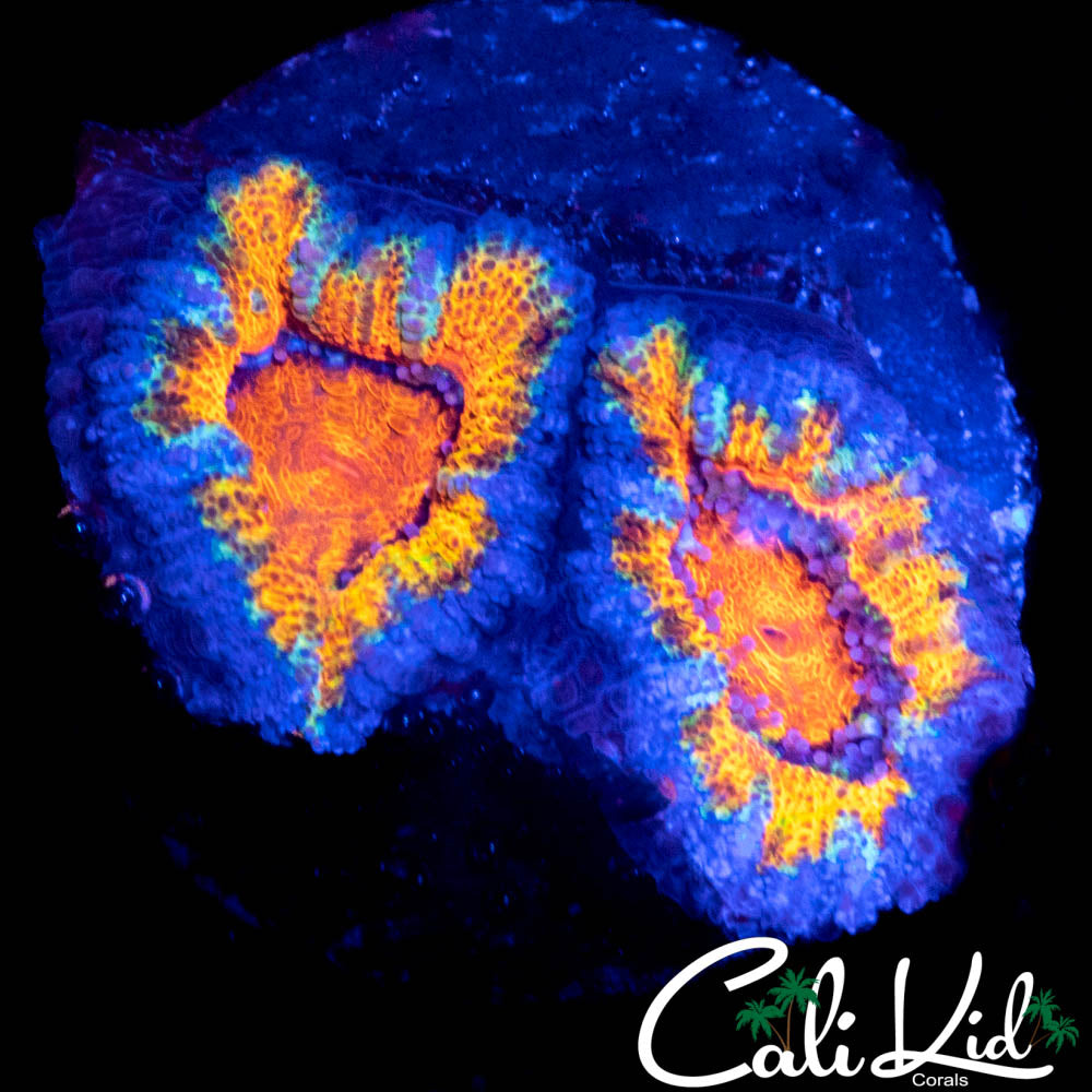 ULTRA ACAN DOUBLE