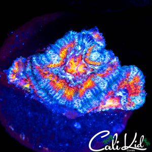 MYSTERY ACAN TRIPLE