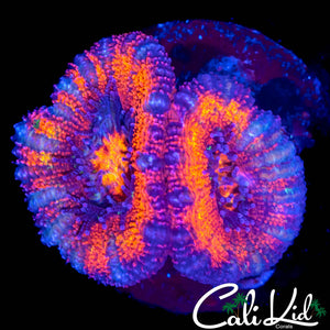 ULTRA ACAN DOUBLE