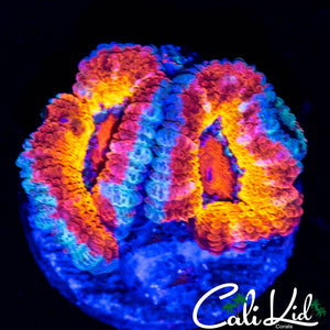 ULTRA RAINBOW ACAN DOUBLE