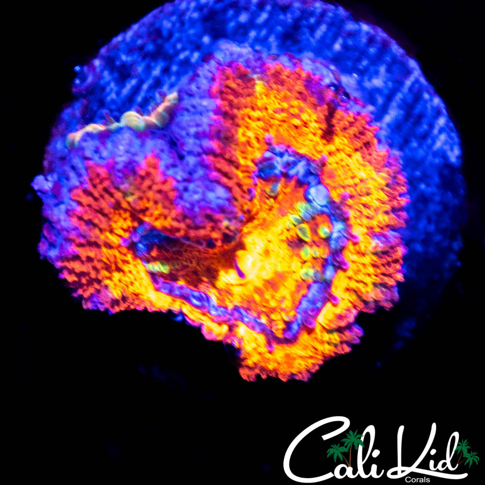 RAINBOW RING ACAN LORD