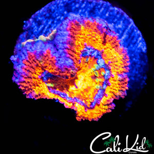 RAINBOW RING ACAN LORD