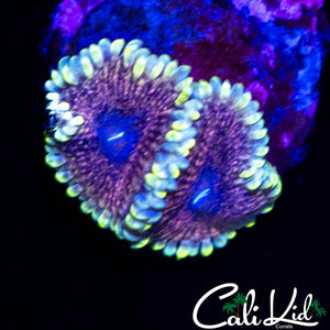 CK AOTP ZOA DOUBLE