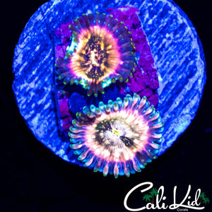 CK SOUR PUNCH DOUBLE