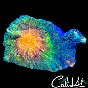 RAINBOW PECTINIA FRAG