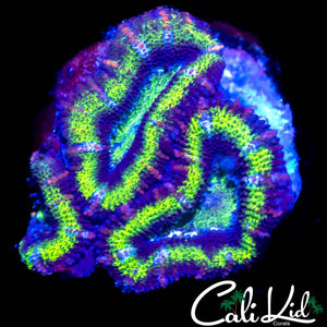 SPIDER BOT ACAN TRIPLE