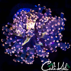 PINK BRANCHING FROGSPAWN