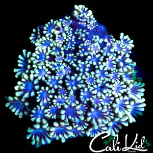BLUE MAGOO ALVEOPORA