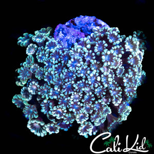 BLUE MAGOO ALVEOPORA
