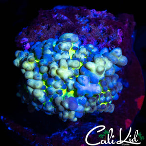 GREEN BASE BUBBLE SHROOM