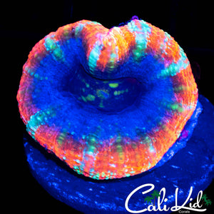 SUPER RARE RAINBOW ACAN MAXIMA