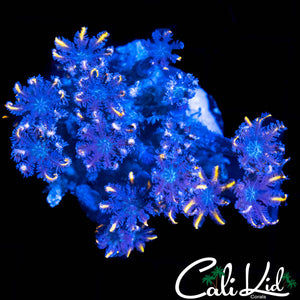 RAINBOW CLOVE POLYPS