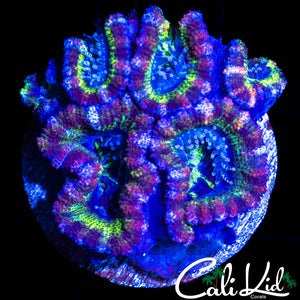 CK CIRCUS CIRCUS MINI COLONY