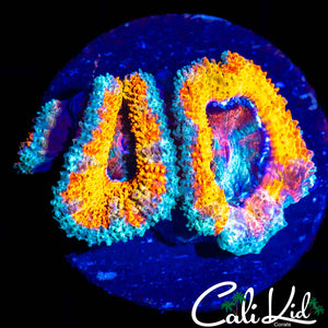 RAINBOW ACAN MORPH TRIPLE