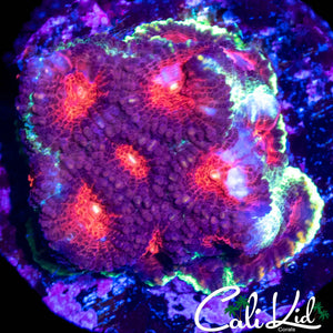 ULTRA FAVIA CHUNK