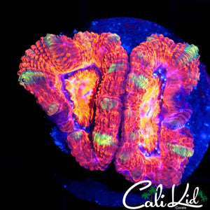 XMAS ACAN DOUBLE
