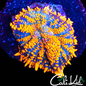 ULTRA RAINBOW RHODACTIS