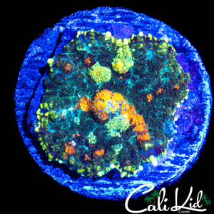 ORANGE MOUTH RHODACTIS