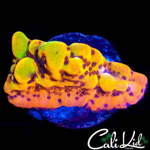 CK BUBONIC MONTI