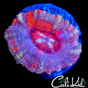 RARE ASIAN ACAN