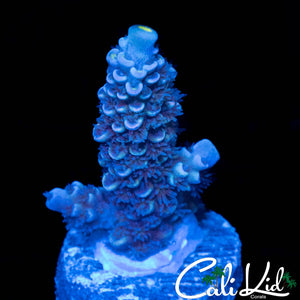BLUE BAYOU TENIUS