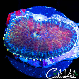 RAINBOW RIM RHODACTIS