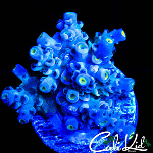 RAINBOW TENIUS CHUNK