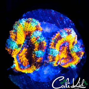 CK BOMBASTIC ACAN DOUBLE