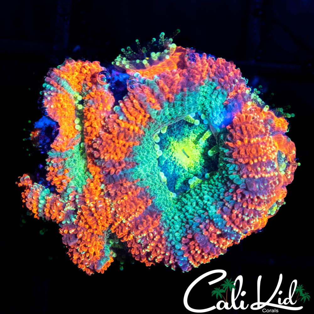 ULTRA ASIAN ACAN QUAD