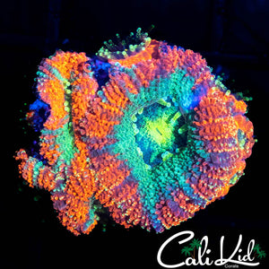 ULTRA ASIAN ACAN QUAD